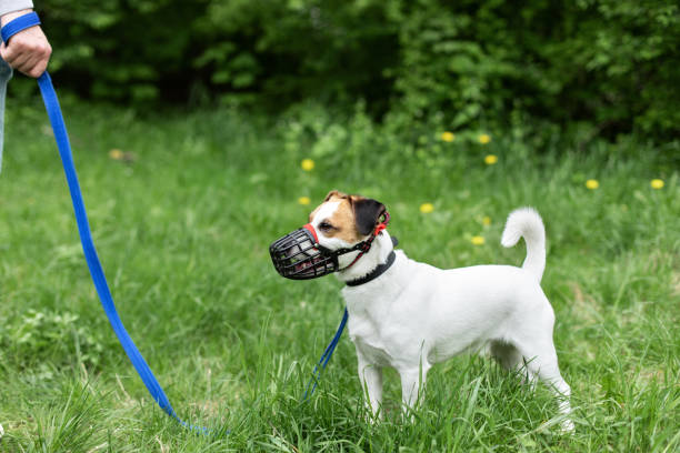 📌 THÔNG BÁO - QUẢN LÝ VẬT NUÔI TẠI KHU BIỆT THỰ VƯỜN CAM